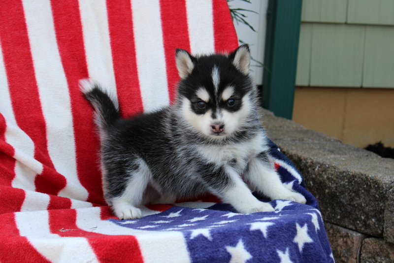 puppy, for, sale, Pomsky, Matthew B. Stoltzfus, dog, breeder, Gap, PA, dog-breeder, puppy-for-sale, forsale, nearby, find, puppyfind, locator, puppylocator, aca